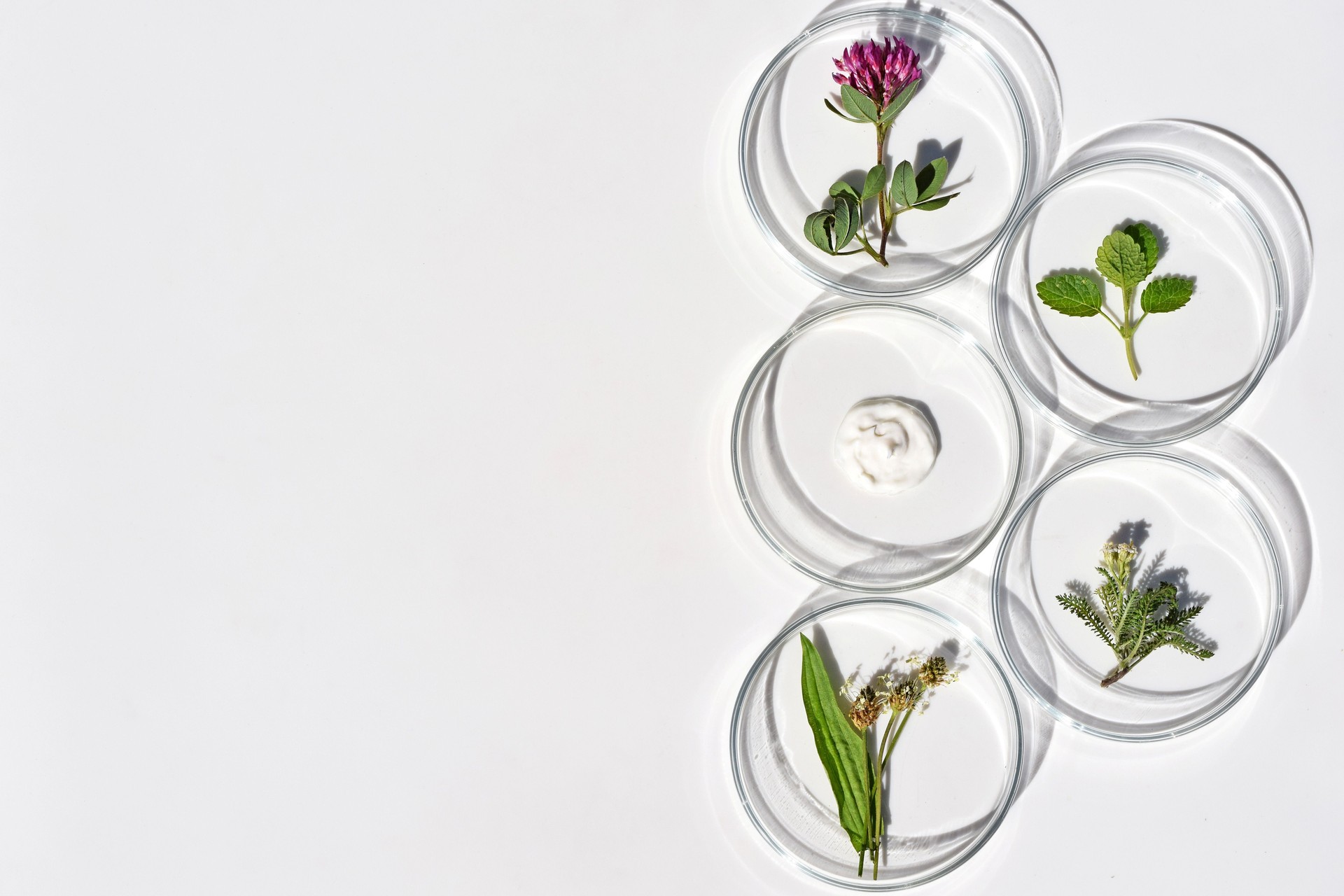 Petri dishes with various kinds of herbs and cosmetic product sample